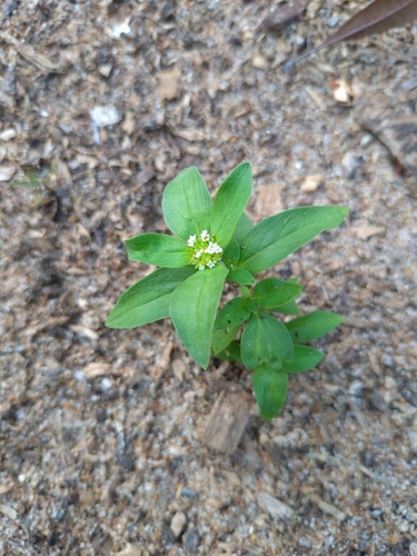 Mitracarpus hirtus observed 2026-10-23