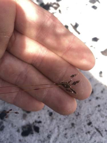 Bulbostylis ciliatifolia observed 2026-10-22