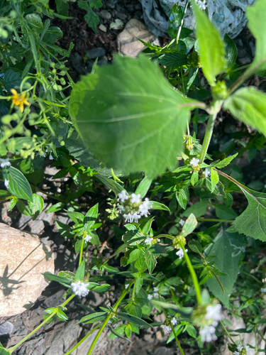Spermacoce remota observed 2026-10-21