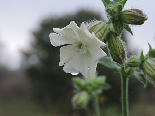 white campion photograph by the iNaturalist community