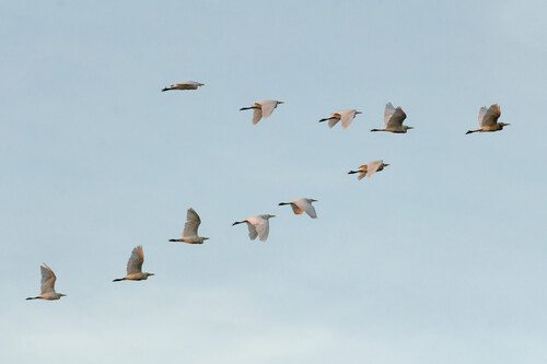 iNaturalist image