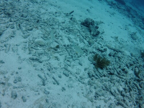 Gerres cinereus observed 2026-10-17