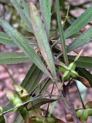Dodonaea truncatiales