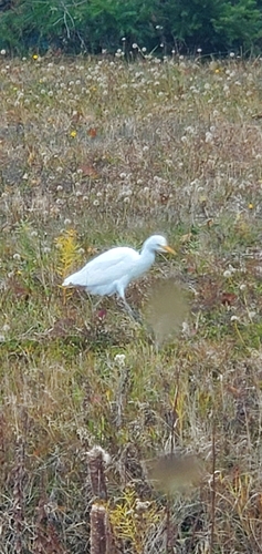 iNaturalist image