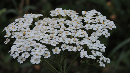 common yarrow photograph by the iNaturalist community