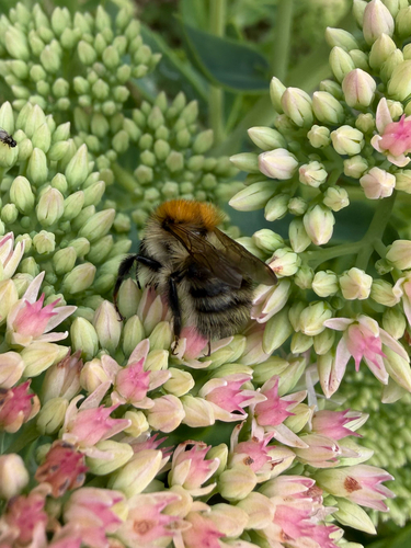 Common Carder Bumble Bee photograph by the iNaturalist community