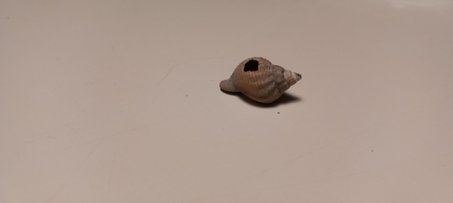 Buccinum undatum observed 2026-10-23