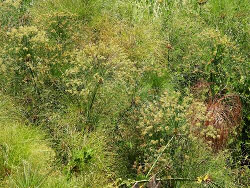 Cyperus papyrus observed 2026-10-18