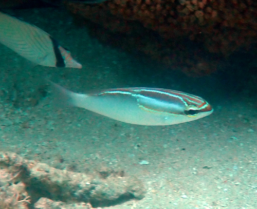 Scolopsis trilineata observed 2026-10-20