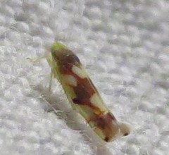 Erythroneura elegans