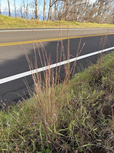 Andropogon, 2026-10-23