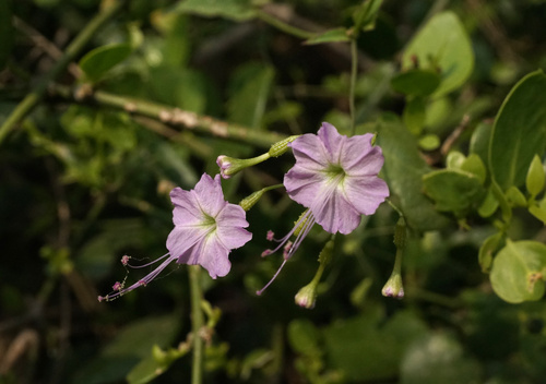 Commicarpus chinensis observed 2026-10-13