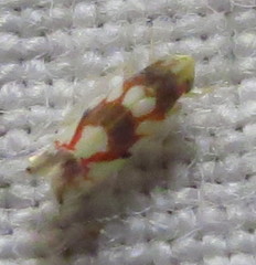 Erythroneura elegans