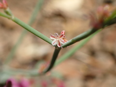 Eriogonum cithariforme