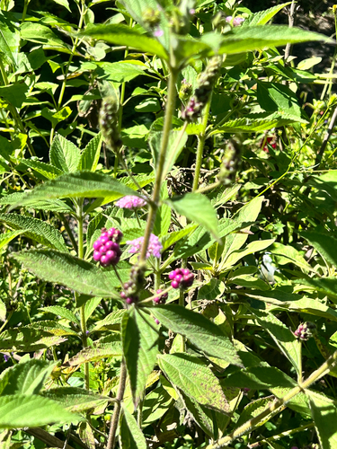 Lantana trifolia observed 2026-10-21