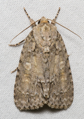 Acronicta impleta