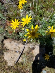 Eriophyllum lanatum integrifolium