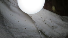 Erythroneura elegans