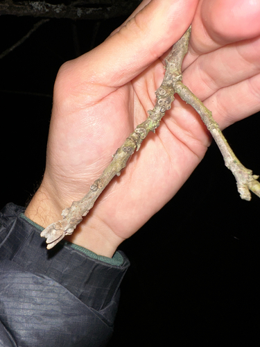 eastern black walnut photograph by the iNaturalist community
