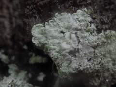 Lepraria normandinoides