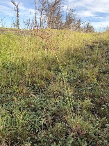 Melinis repens observed 2026-10-23