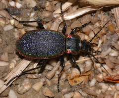 Carabus vietinghoffii