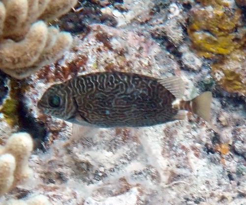 Siganus spinus observed 2026-10-20