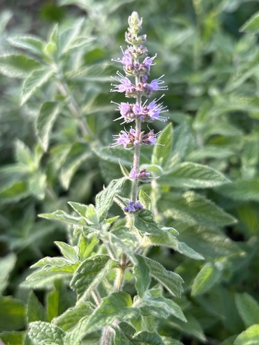 Mentha spicata observed 2026-10-23