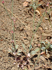 Eriogonum cithariforme