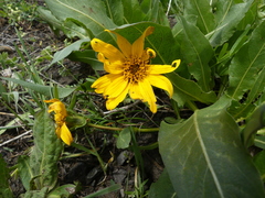 Wyethia longicaulis