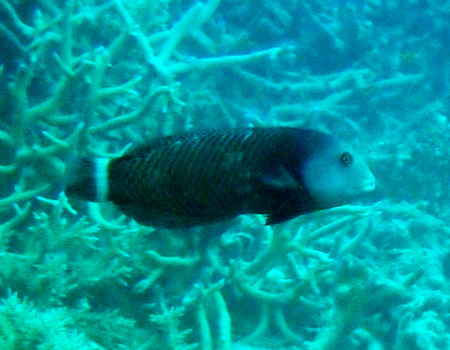 Novaculichthys taeniourus observed 2026-10-20