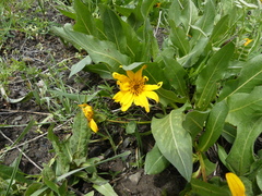 Wyethia longicaulis