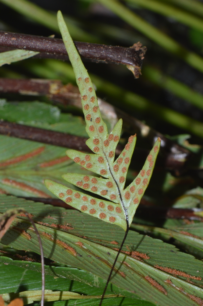 Ceradenia kalbreyeri