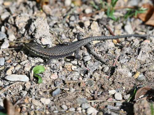 Common Wall Lizard photograph by the iNaturalist community