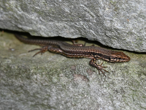Common Wall Lizard photograph by the iNaturalist community
