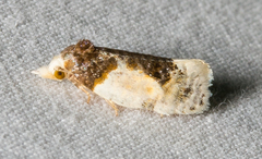 Henricus edwardsiana