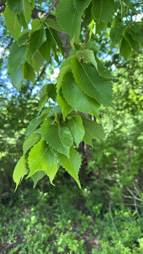 American elm photograph by the iNaturalist community
