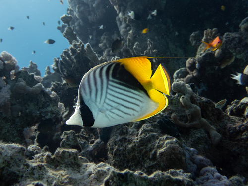 Chaetodon auriga observed 2026-10-23