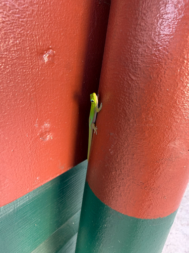 Phelsuma laticauda observed 2026-10-22