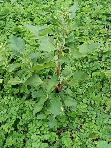 Chenopodiastrum murale observed 2026-10-19