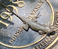 Sceloporus occidentalis
