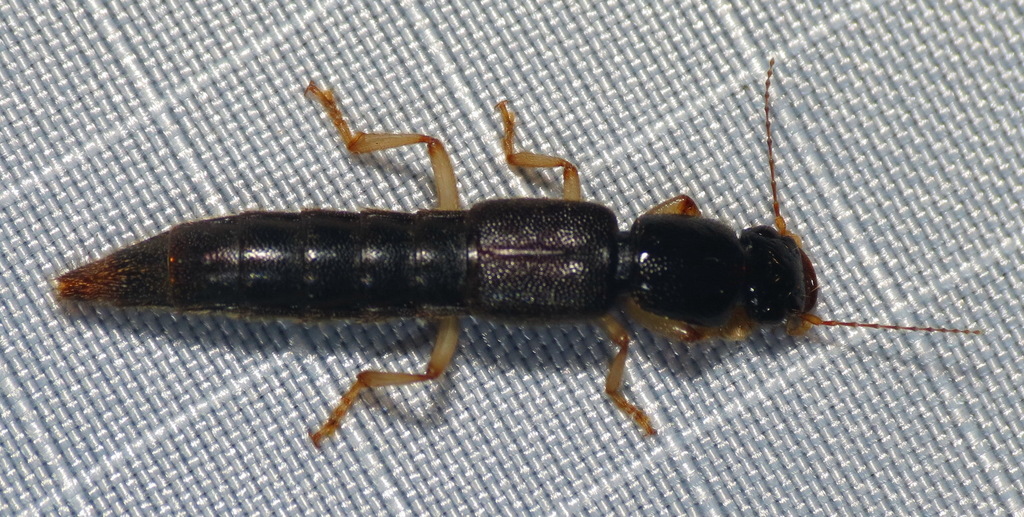 Pinophilus latipes