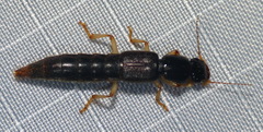Pinophilus latipes