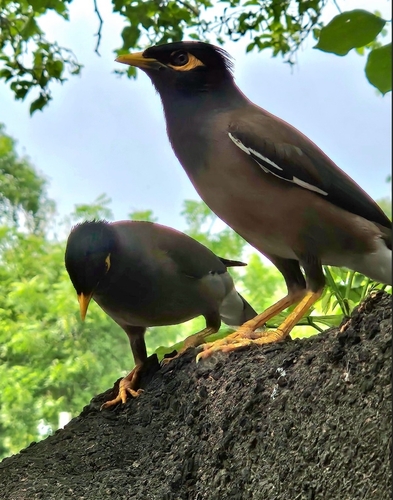 iNaturalist image