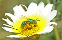 Agapostemon