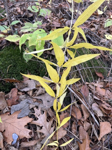 Veronicastrum virginicum observed 2026-10-23