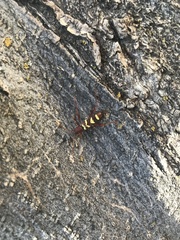 Neoclytus acuminatus