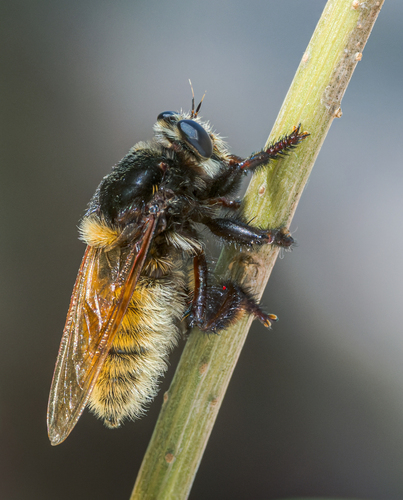Golden-tailed Beebandit