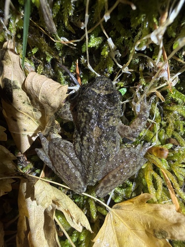 Ascaphus truei observed 2026-10-19