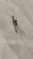 Maccaffertium pulchellum